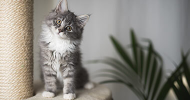Gato de color gris sobre mueble para gato con rascador