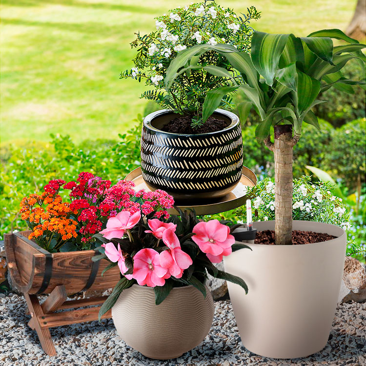 Plantas Naturales y Macetas