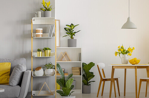 Sala de estar con diversas plantas