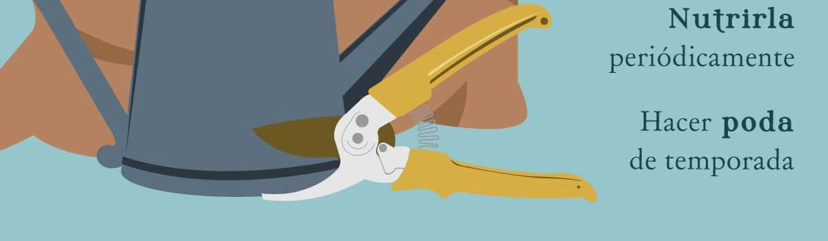 Nutrirla peridicamente. | Hacer poda de temporada.