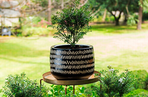 Planta en maceta de color negro