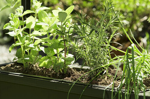 Plantas en macetas de color verde