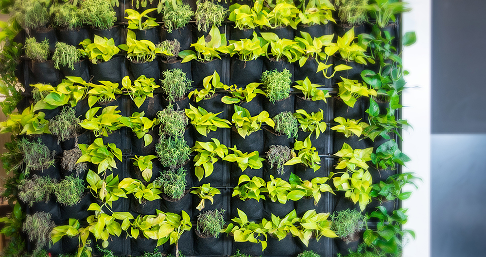 Plantas creciendo en jard�n vertical hecho macetas de tela