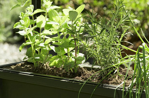 Plantas creciendo en maceta