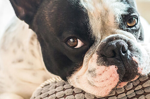 perro recostado descansando con manchas negras en el cuerpo