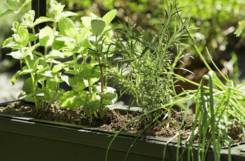 plantas en jardinera dentro de terraza al aire libre