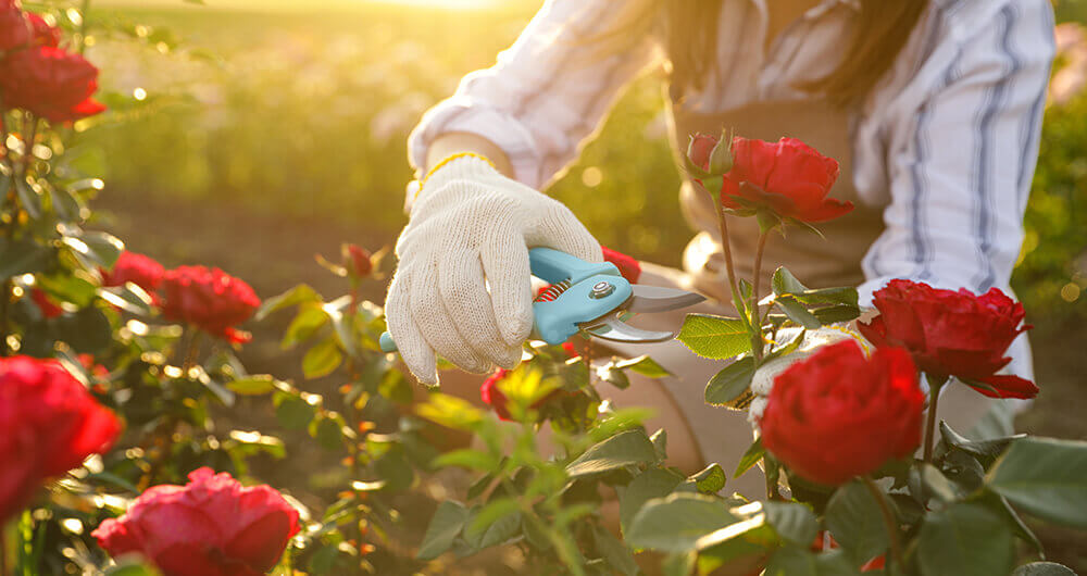 Persona con tijeras en mano y rosas de color de rojo