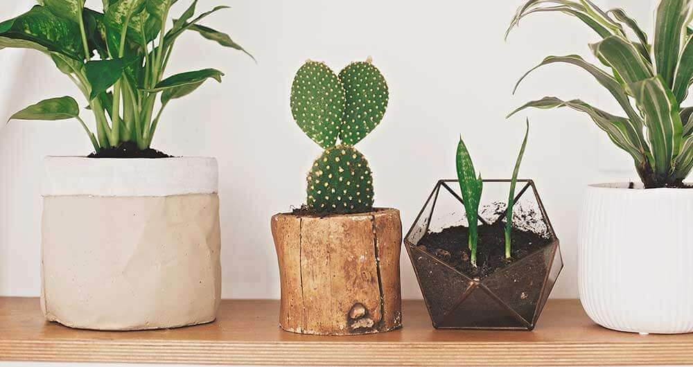 Maceta de madera con cactus