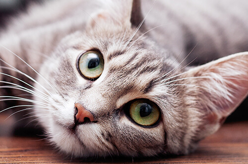 gato en el piso siendo feliz