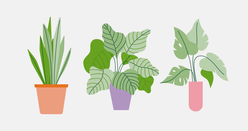 plantas de diferentes especies en macetas de diversos colores