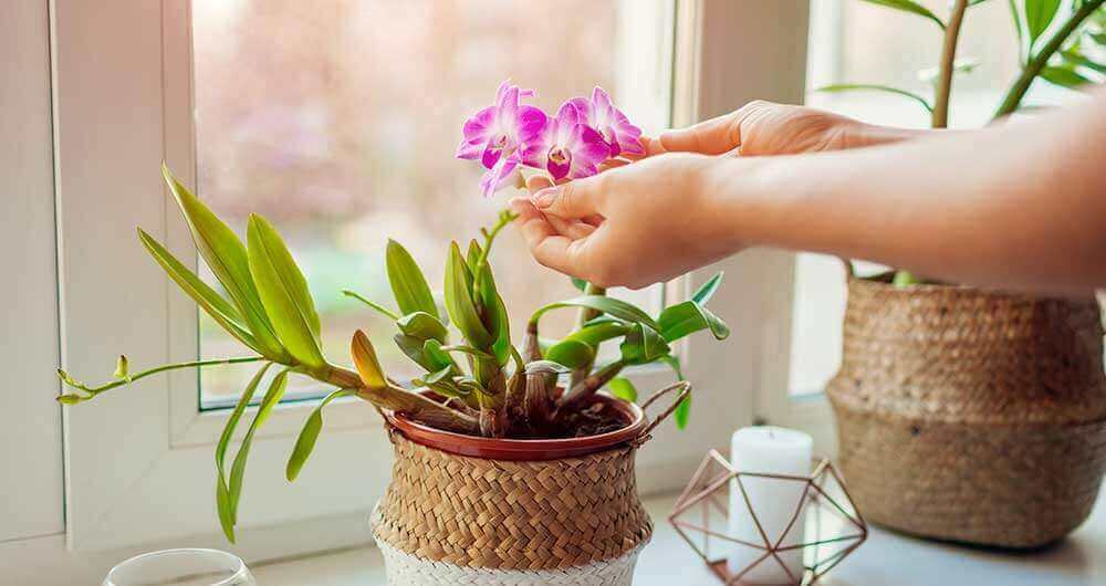 Manos tocando una Orqu�dea de color rosa en maceta de mimbre