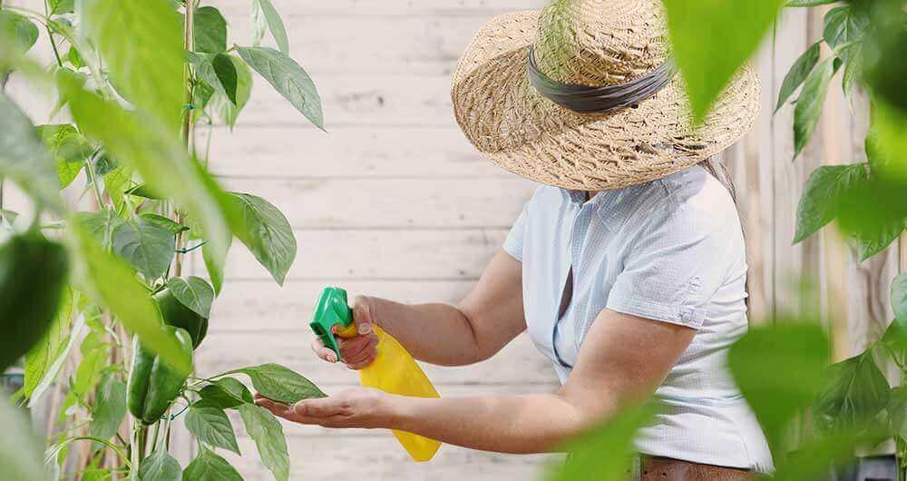 Mujer con sombrero aplicando fumigante a plantas