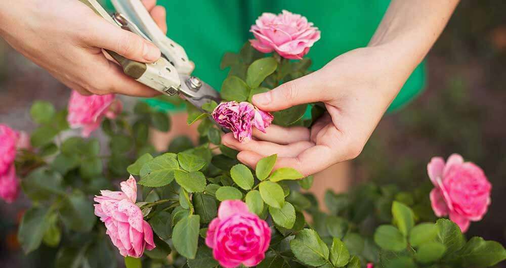 Manos cortando una flor